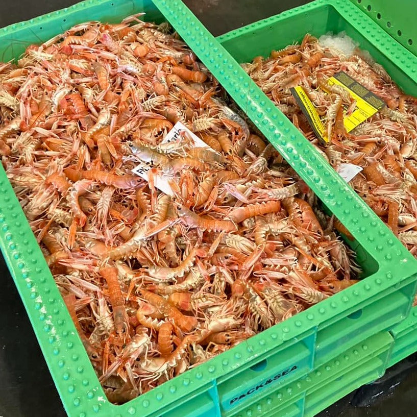 Ferske Petit jomfruhummere fra Strandby auktionen (Nytår)