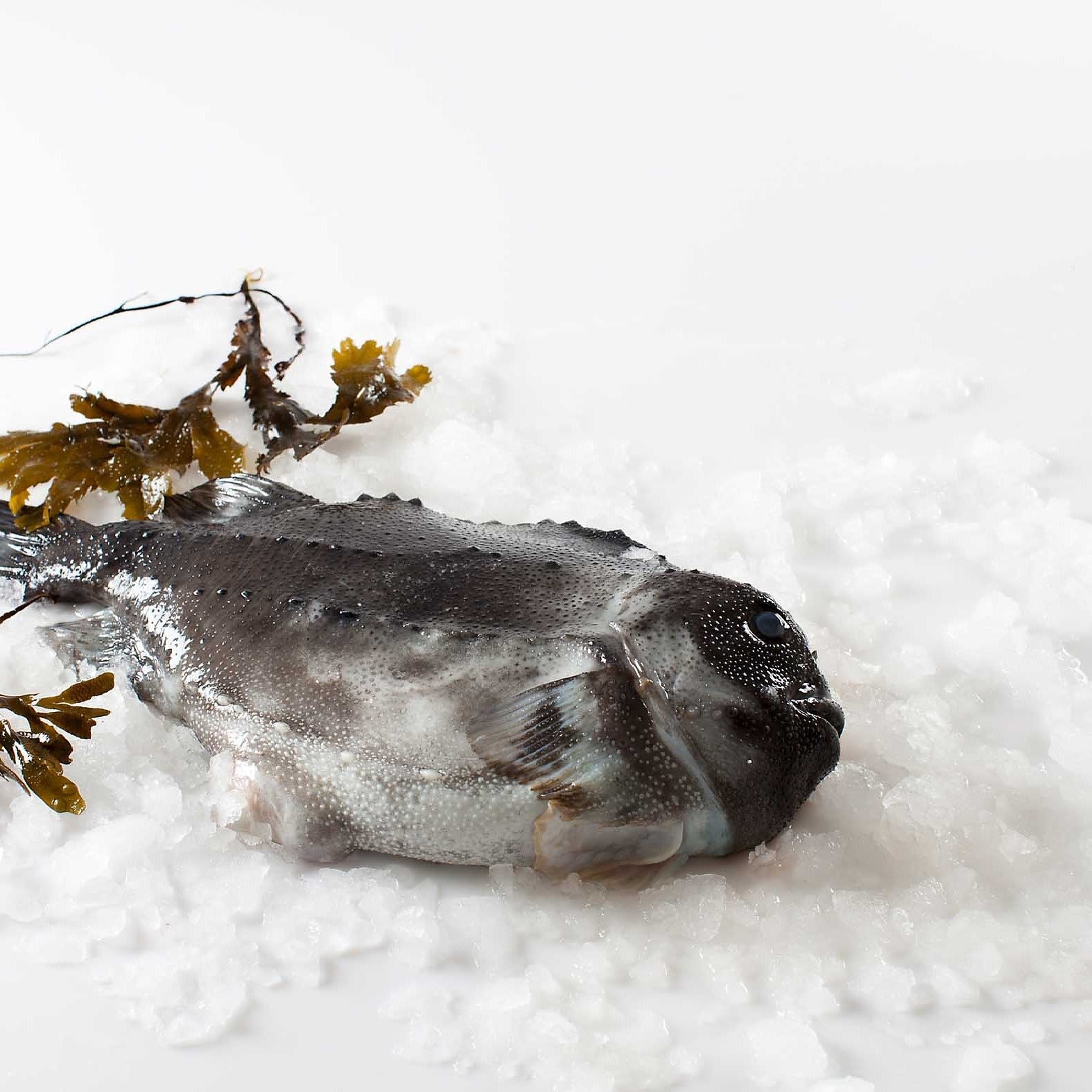 Frisk stenbiderrogn (Påske)