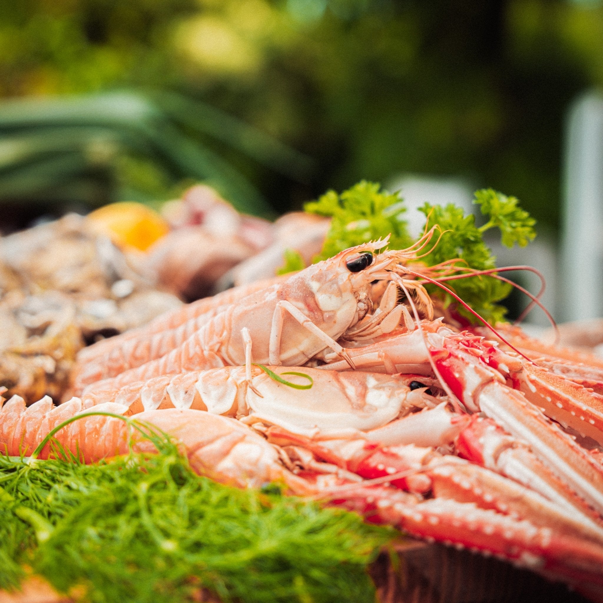 Danske jomfruhummere (Frost) - Kystfisken