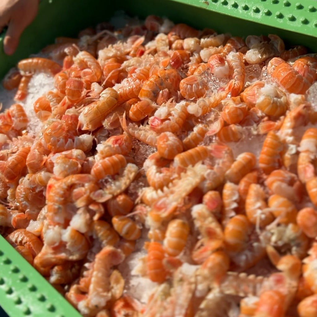 Danske jomfruhummerhaler 🇩🇰 - Kystfisken