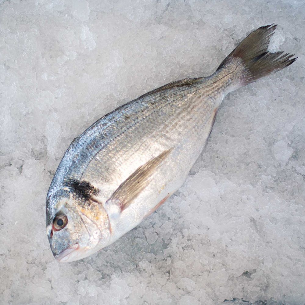 Dorader - Kystfisken