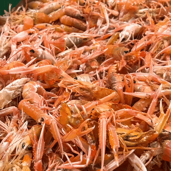 Eksklusivt SMS tilbud: 2 KG Petit jomfruhummere - 100 kr