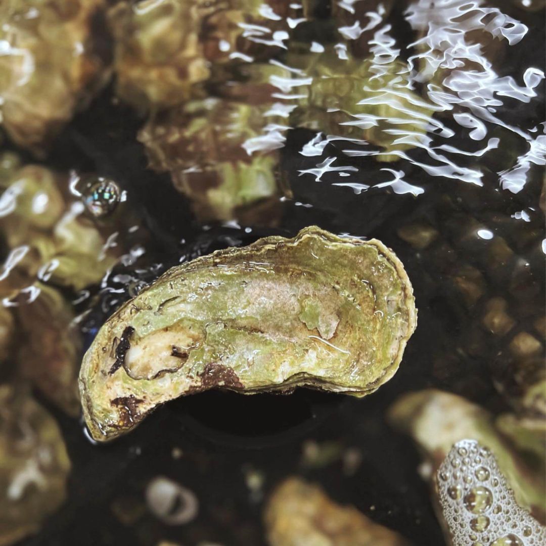 Gigas østers fra Venø - Kystfisken