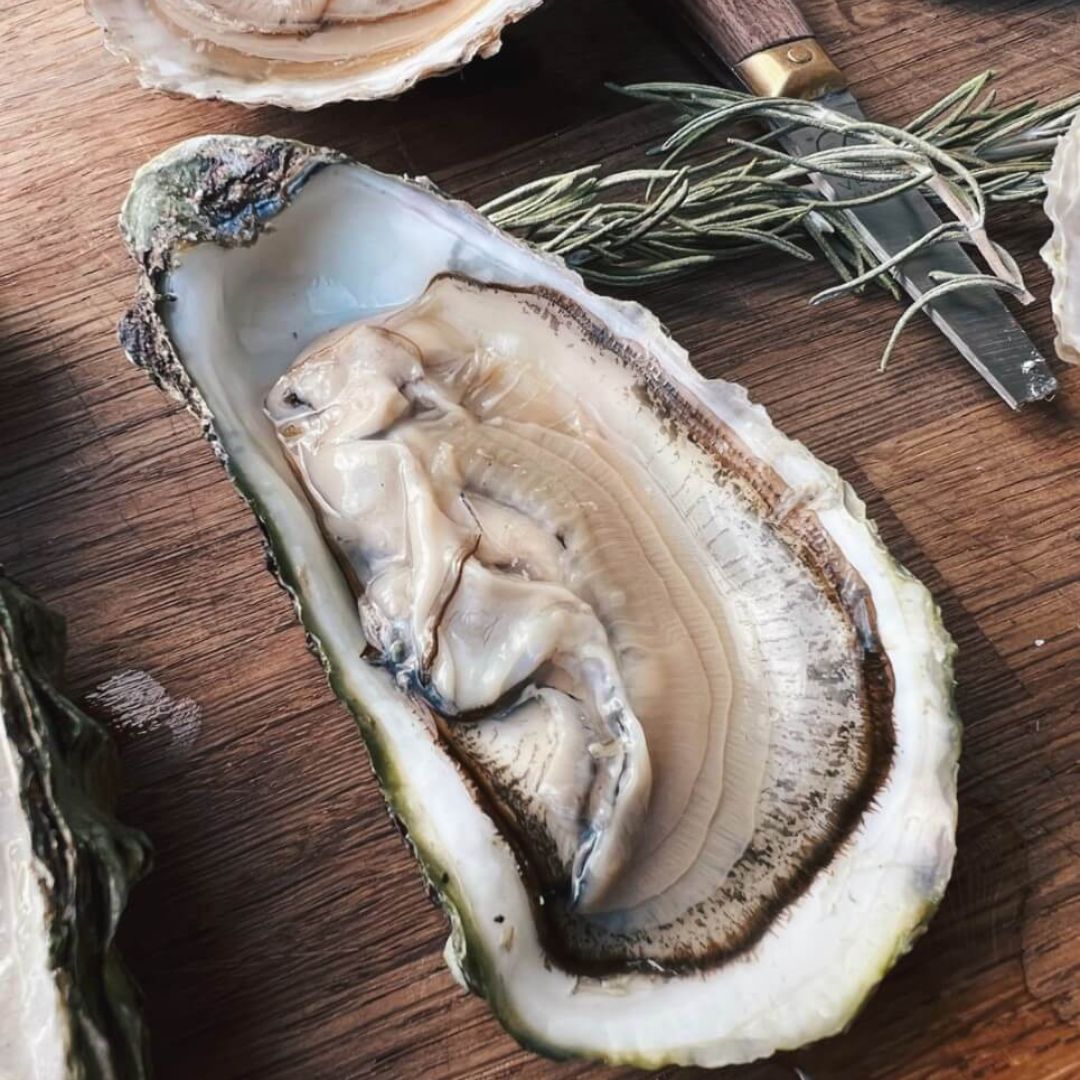 Gigas østers fra Venø - Kystfisken