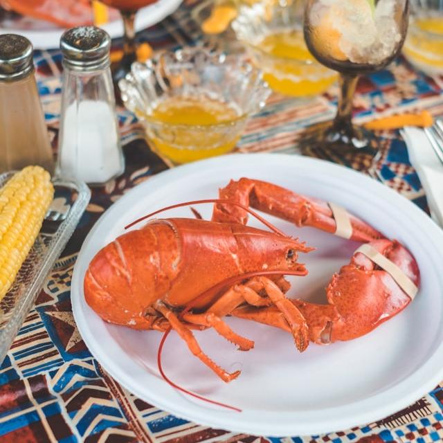 Hel kogt hummer - Kystfisken