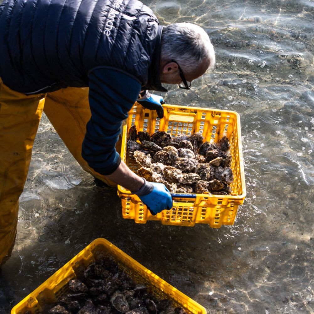 Perle Blanches østers (Nytår) - Kystfisken