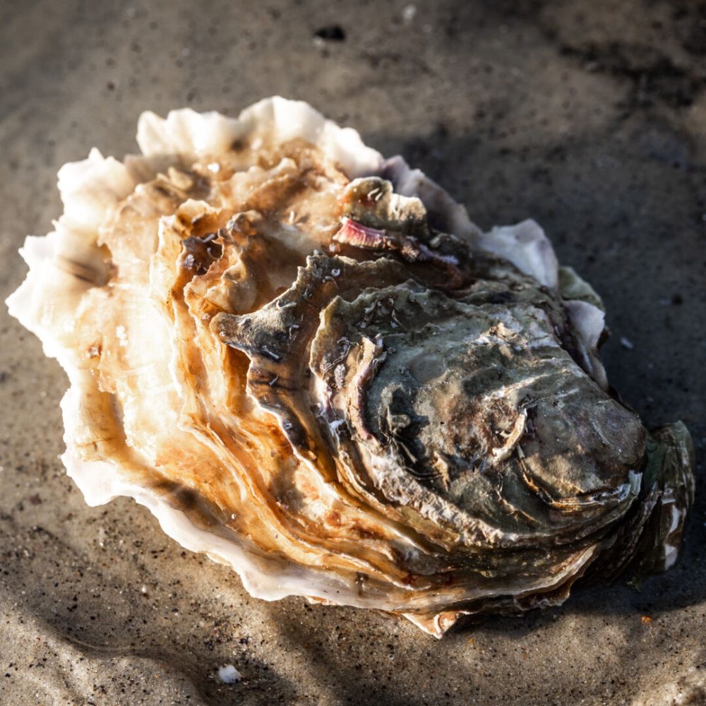 Perle Blanches østers (Nytår) - Kystfisken