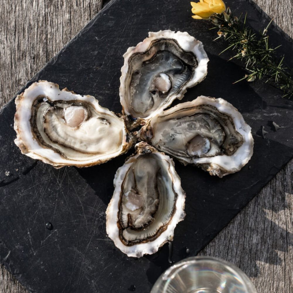 Perle Blanches østers (Nytår) - Kystfisken