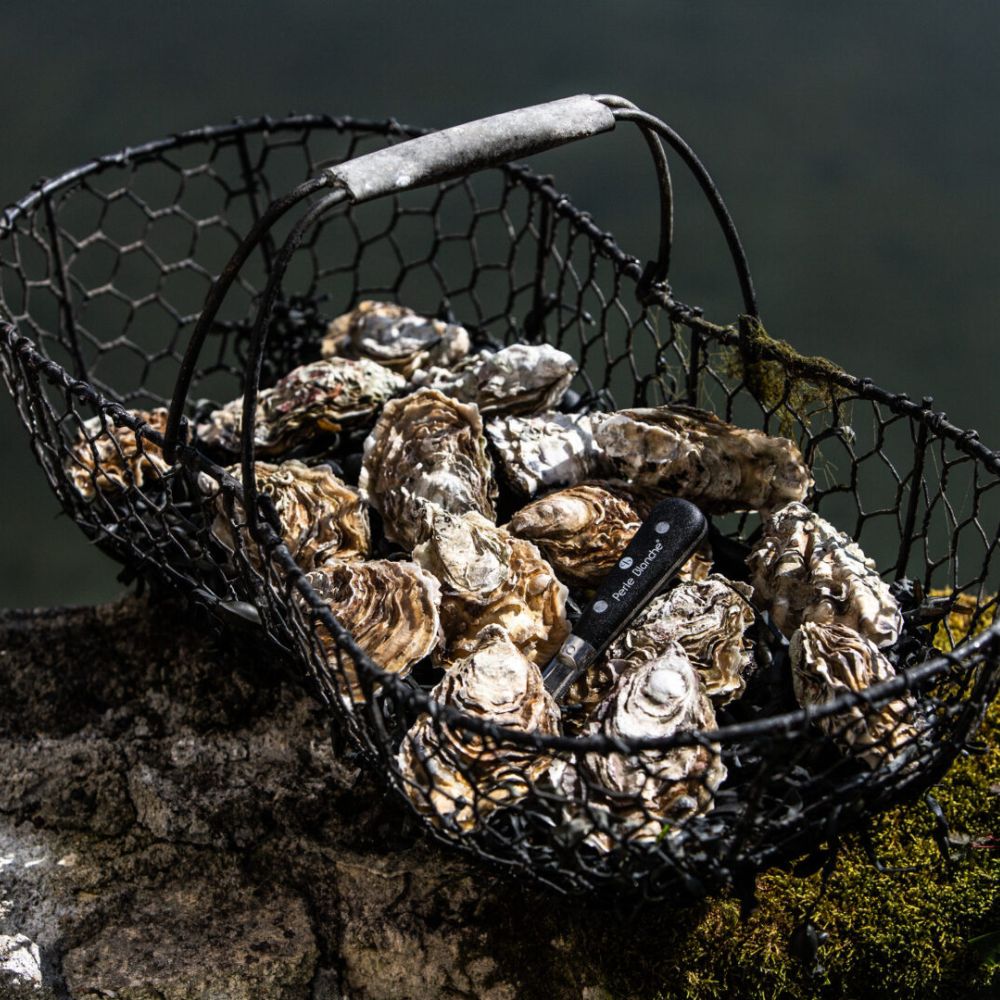 Perle Blanches østers (Nytår) - Kystfisken