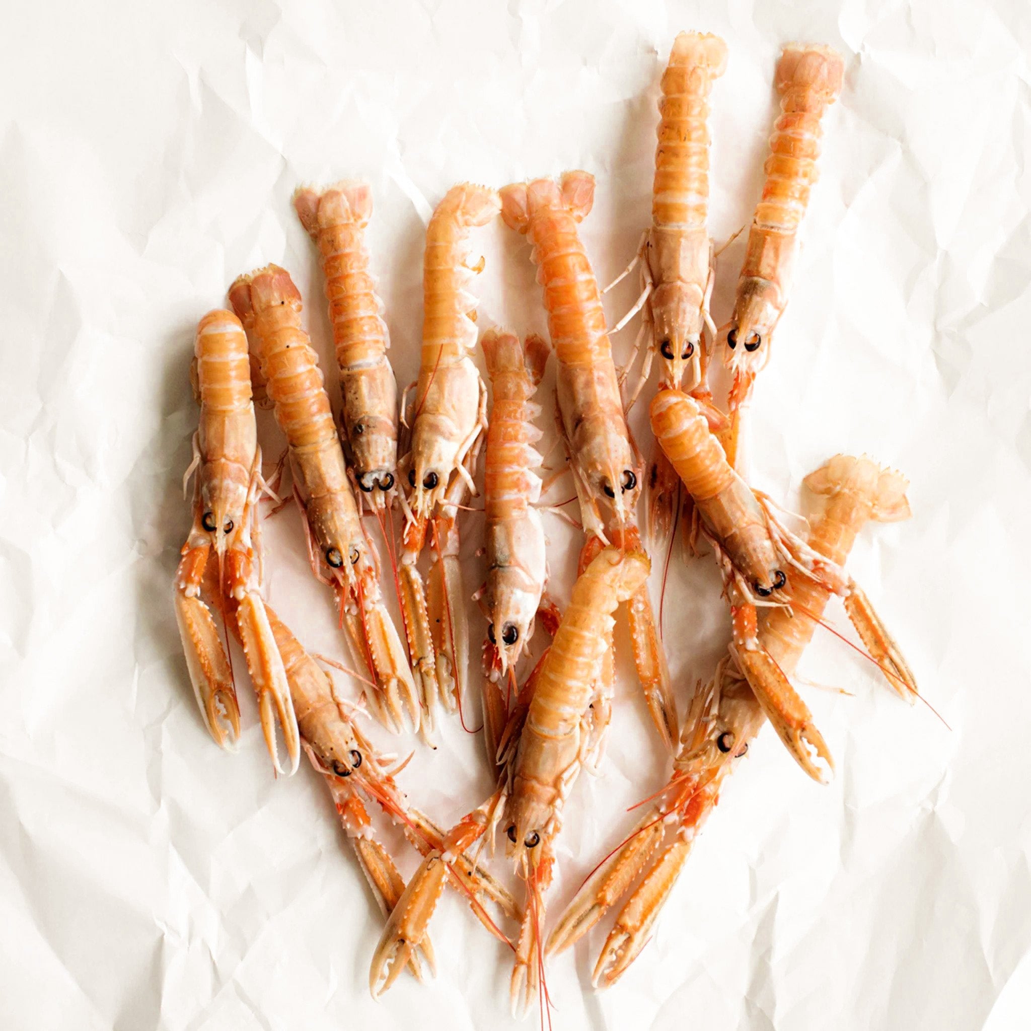 Petit jomfruhummere - 1000 G. - Kystfisken