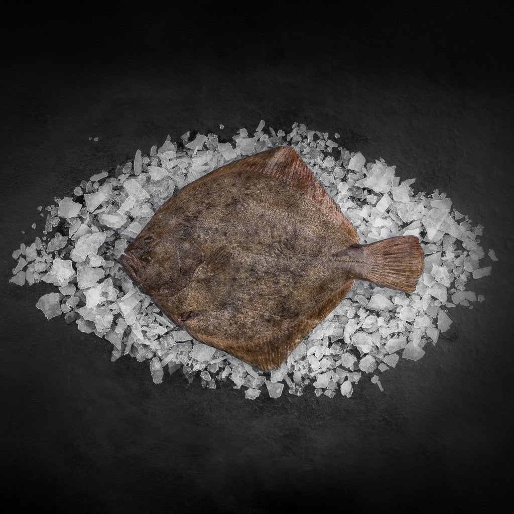 Pighvar hel - Kystfisken