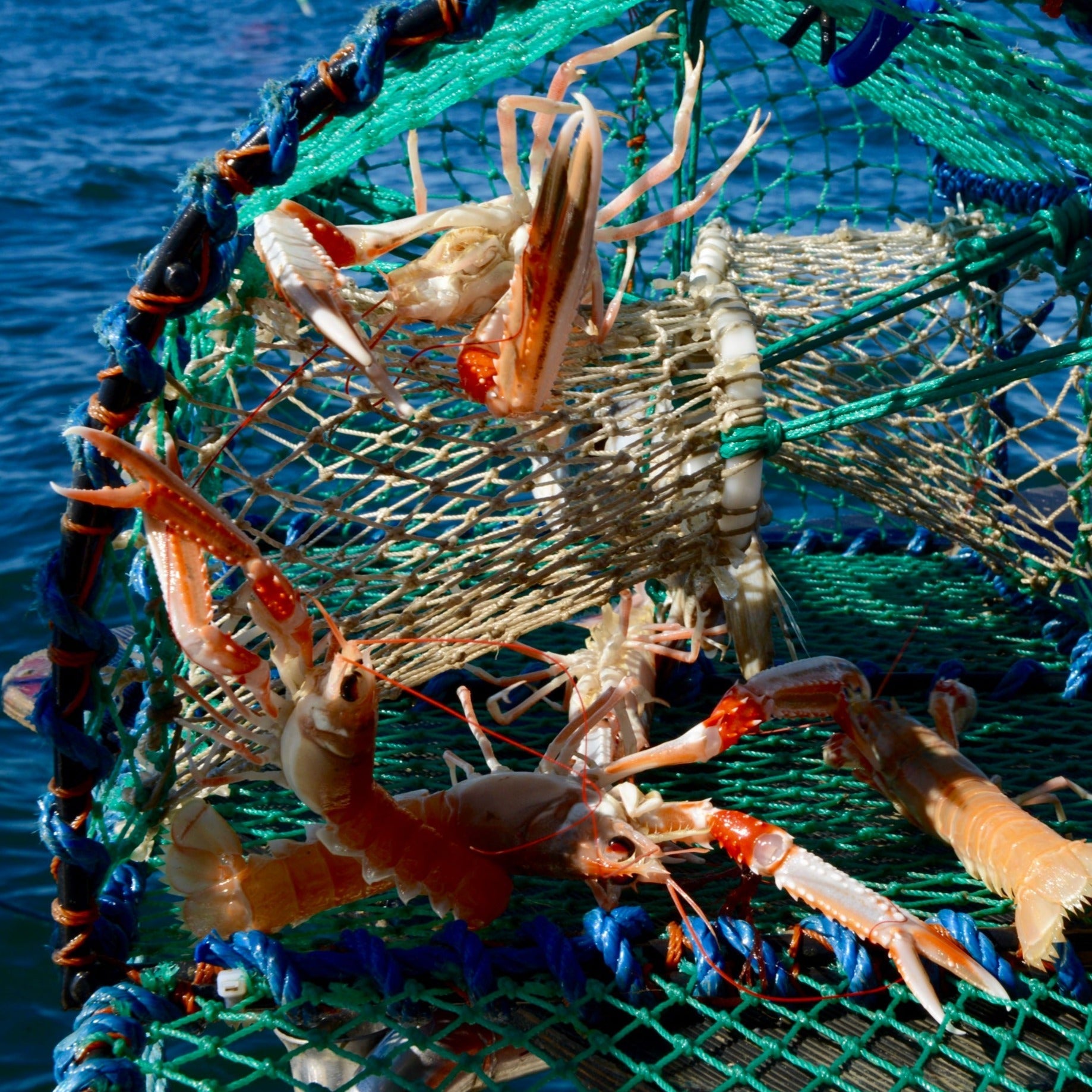 Tejnefangede jomfruhummere - Kystfisken