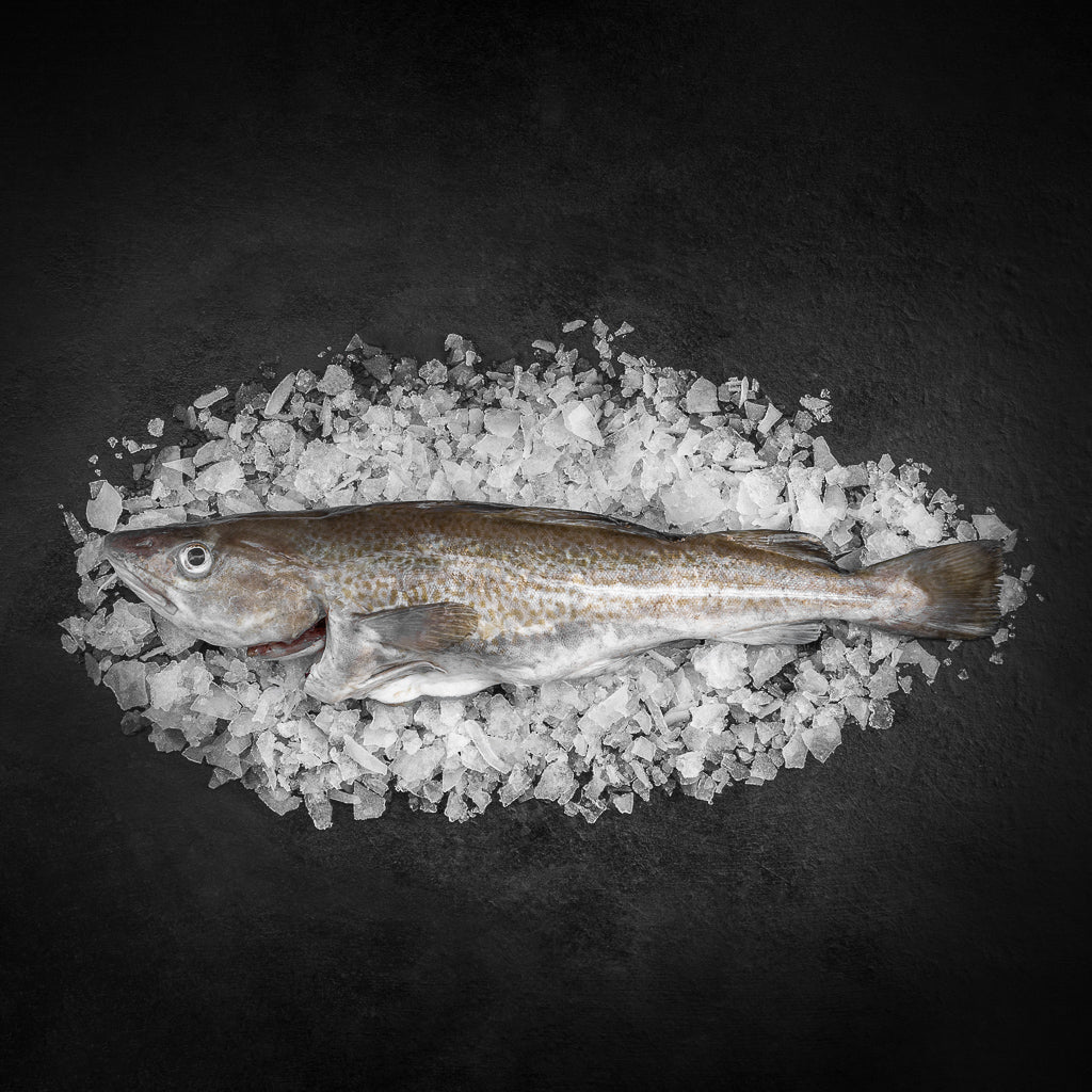 Torsk hel (Nytår) - Kystfisken