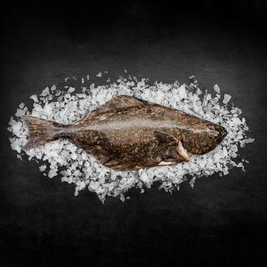 Helleflynder hel - Kystfisken