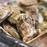 subcollection - Østers