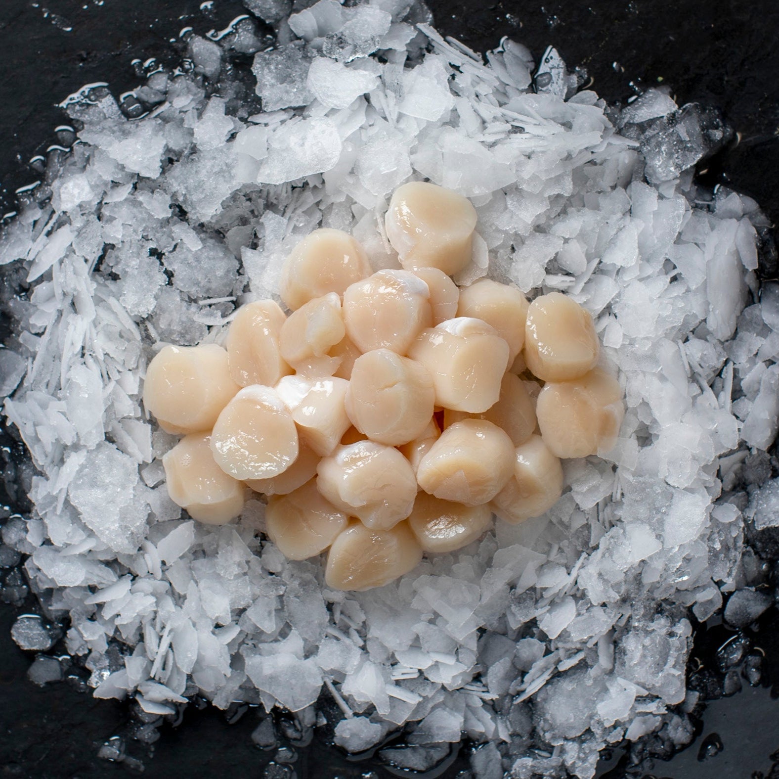 Kammuslinger (800 G.) - Kystfisken