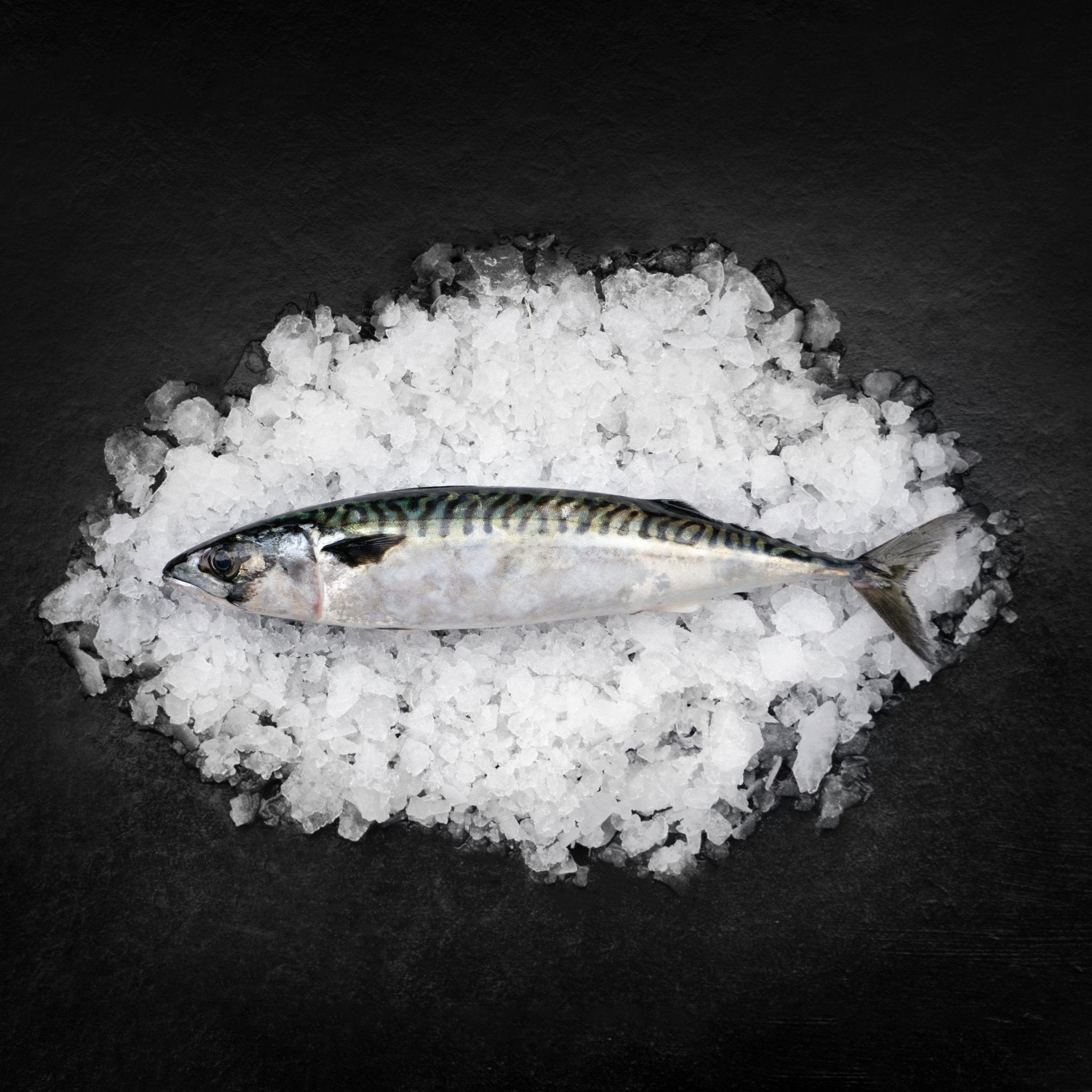 Makrel hel - Kystfisken