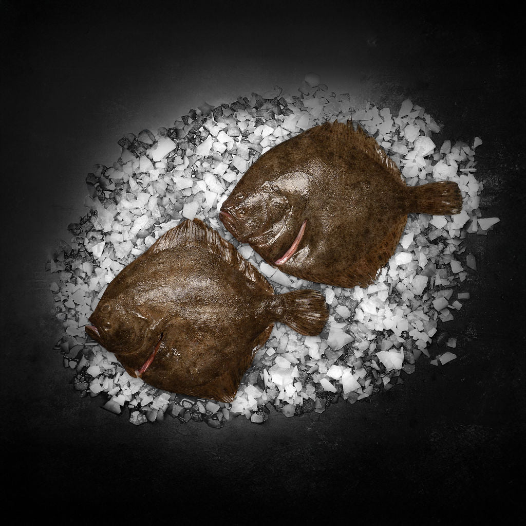 Pighvar hel - Kystfisken