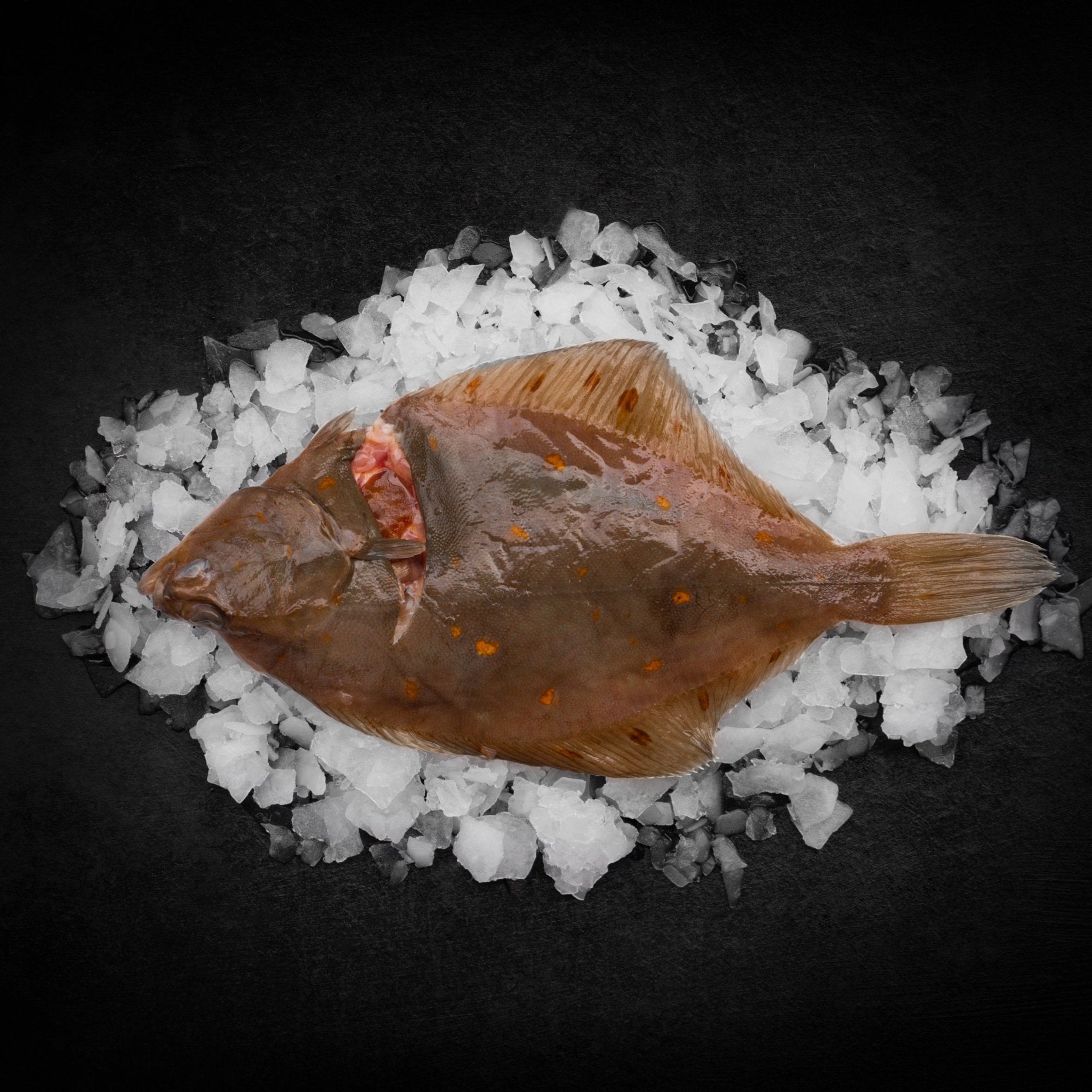 Rødspætte hel - Kystfisken