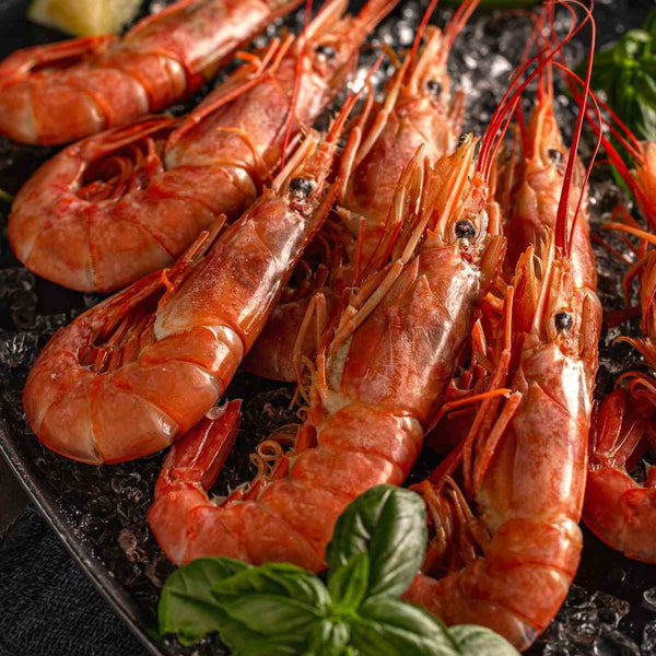 Vildtfangede Argentiske Rødrejer