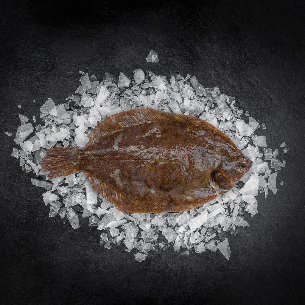 Skrubbe hel - Kystfisken